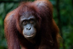 Wildlife Borneo